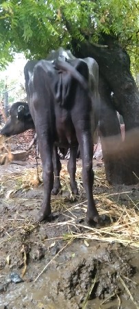પેલ વેતરૂ ખટેલુ વેચવાનું છે