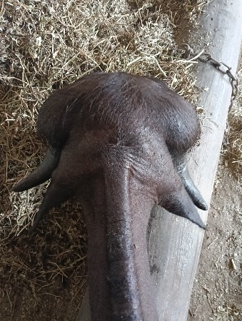 પાડી વેચવાની છે દોઢ વર્ષની છે