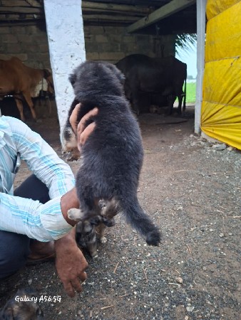 જર્મન સરફડ