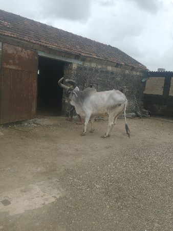 બળદ