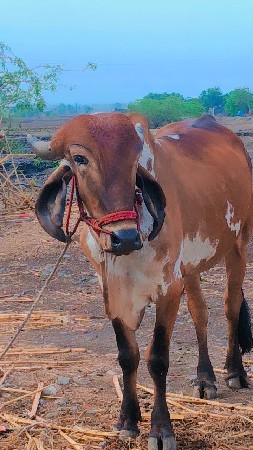 ગોરીયા વાસણા બેલીઓમાં બધા આપે છે ફ