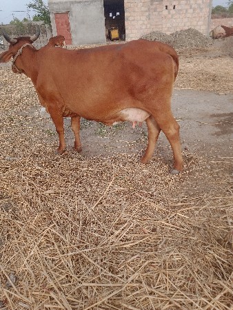 જરસી ગાય.    વેચાવાની