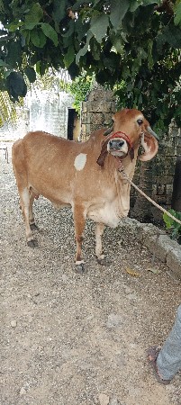ગાય વેસવાની સે