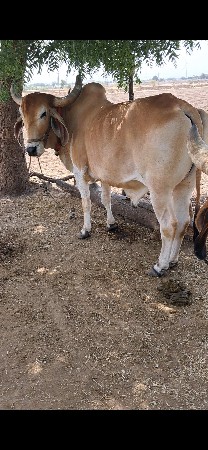 બળદ વેચવાના છે
