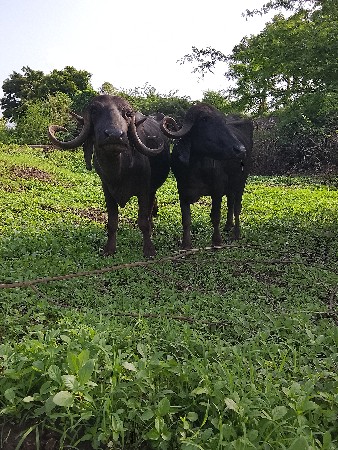 ભેંસ વેચવા ની છે