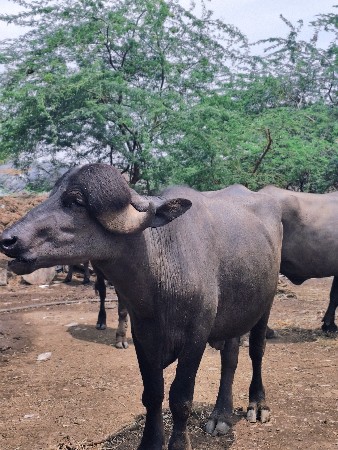 પાડો વેસવાનો છે