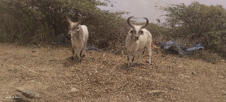 બળદ વેચવાના છે