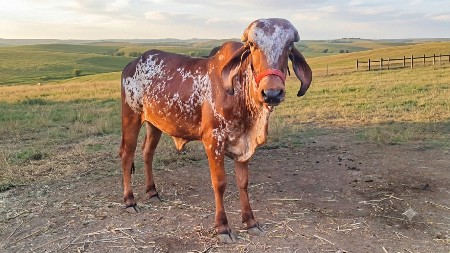 વાછડી વેચવાની છે