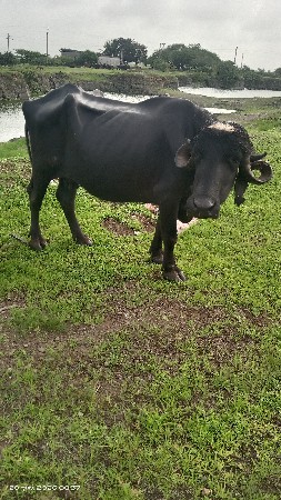 ભેંસ વેચવાની છે