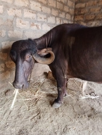 ભેંસ વેચવાની છે
