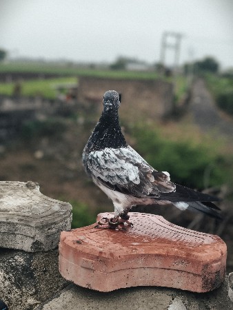 marwada 5 nang