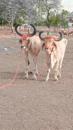 આ‌ બળદ વેચવાના છેવ