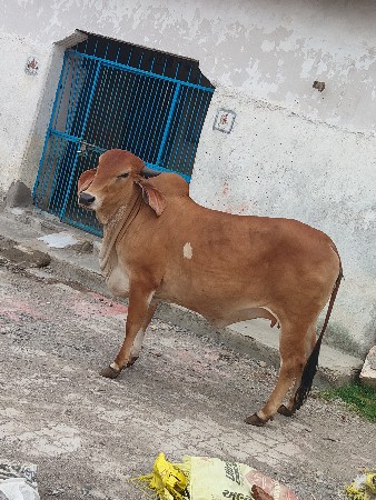 વેચવાની છે