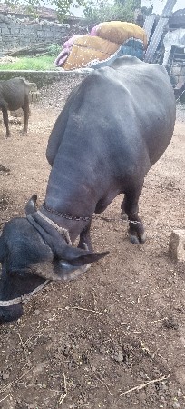 1. વેતર ભેંસ વેચવાની છે