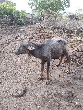 પાડો વેચવાનો છે.