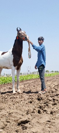 બાર ભમરીની ચૉકી દેવ મણ છે
