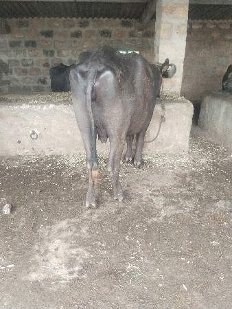 વેચવાની છે આઠમા મહિના પૂરો