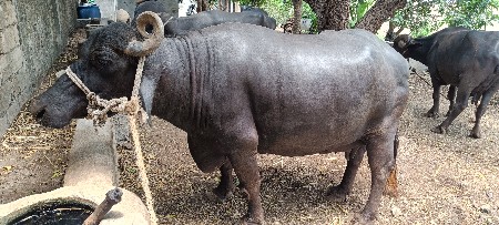બે ભેંસ વેચવાની છે
