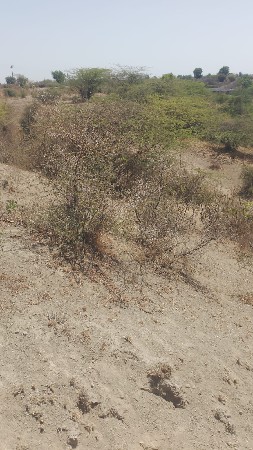 ઓઢાનું સમડઢીયા