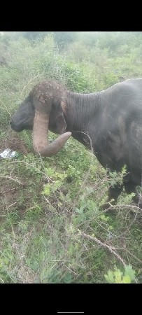 વેચવાની છે ત્રીજા વેતરી