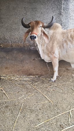 ગાય વેચવાની છે
