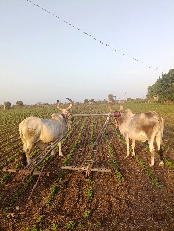 રાજશી ભાઈ સીસોટીયા