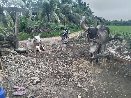 બડદવેચવાનાછે
