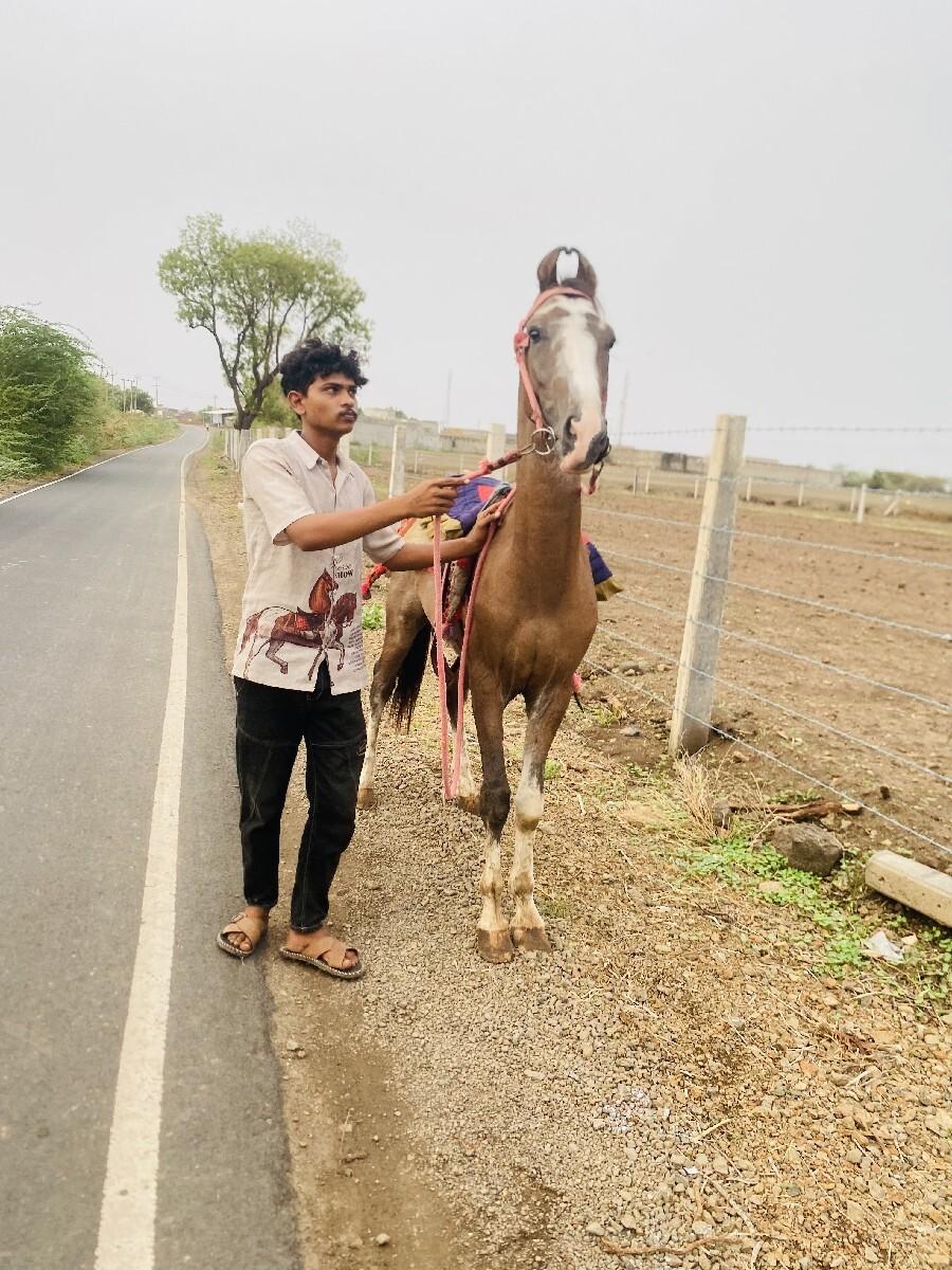 આ ઘોડો વેસવાનોસે