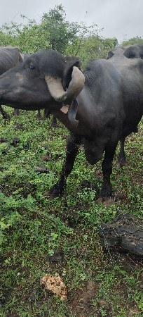 આઠ મહિના ગાભણી