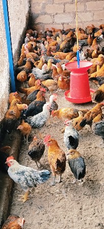 મૂર્ઘા અને મૂર્ઘી વેચવાના છે