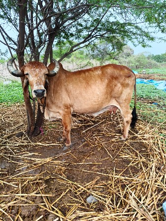 ગાય વેસ્વા ની શે