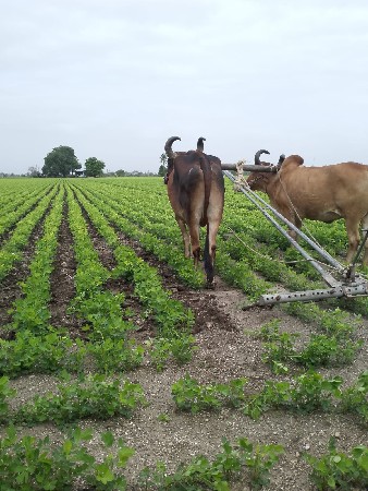 બળદ