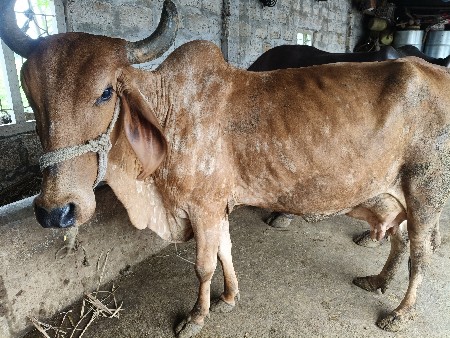 દેશી ગાય વેચવાની છે