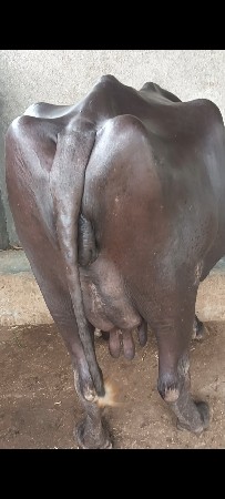 3 વેતર ભેંસ વેચવા ની છે