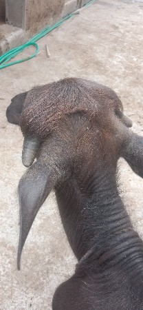 પાડી વેચવાની છે
