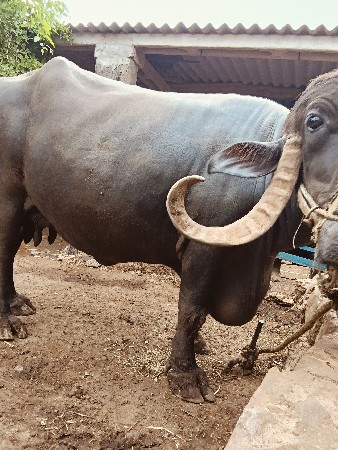 ભેંસ વેચવાની છે