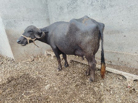 Biju behtar VRL chhe