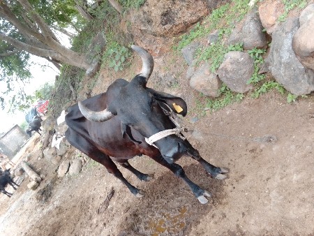 આ ગાય વેચવા ની છે.