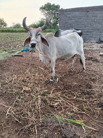 ગાય વેચવાની છે સોજી છે