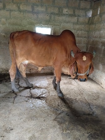 ગાય વેચવાની છે