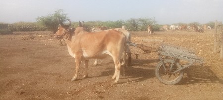 ભરત વેચવા નહીં