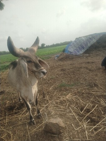 બળદ વેચવા નો છે