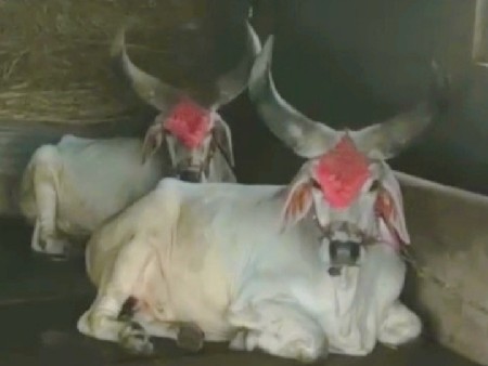 ગોઢલા વેચવાના છે
ટુ કોપી છે