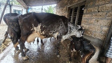 HF ક્રોસ