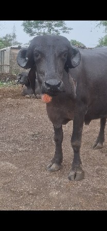 આ ખડાઇ વેચવાની છે
