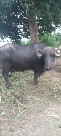 ભેંસ વેચવાની છે ઉચી પુરી
