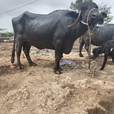 ભેસ વેચવાની છે