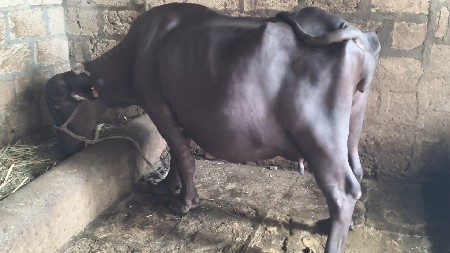 ભેંસ