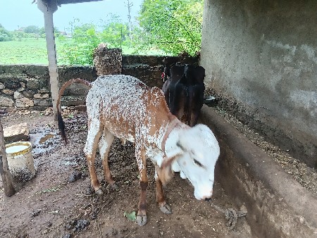 મનસુખભાઈ