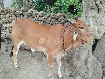 આ હોડકી વેચવા ની છે એમ નમ